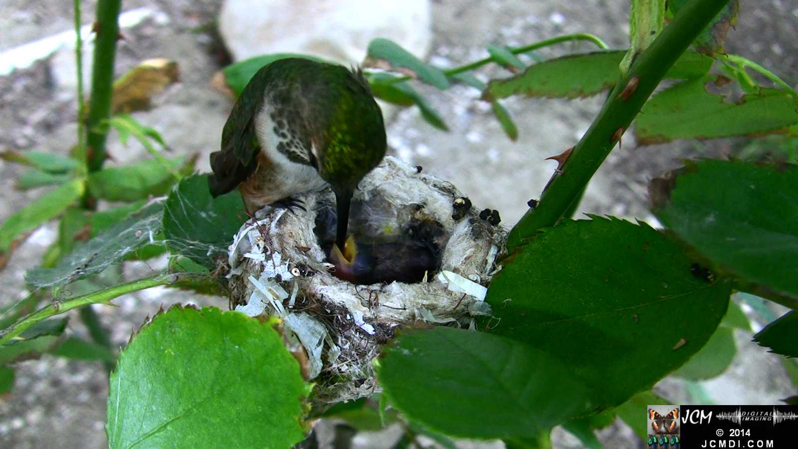 Allens Hummingbird feeding chick 3